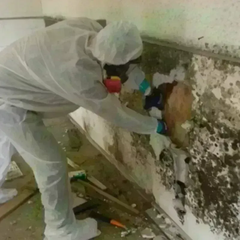 Mold Remediation and Removal in Heritage Lake, IL